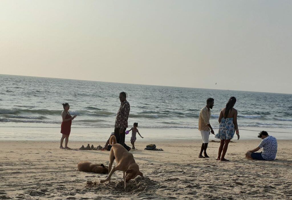 Dogs on beach 1