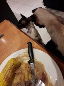 Max and Gus at the dinner table jockeying for some food from my plate