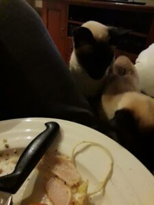 Cats sitting very close to the half eaten dinner plate trying to eat from it.