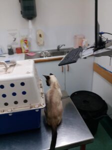 Gus sitting on the vet table next to the cat cage