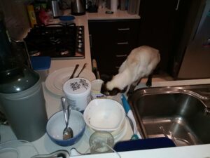 Pic cat on the bench licking some of many dishes on the benchtop