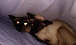 Pic Lads under the covers in bed snuggled with crazy cat eyes