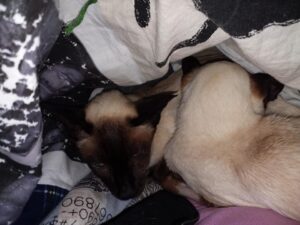 Max and Gus curled up together under some covers