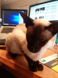 Pic cat sitting on the table in front of two computer screens & computer