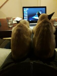 Two cats sitting in front of a computer on my lap with their handlebar ears looking outrageously cute