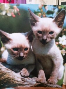 A picture of two gorgeous siamese kittens looking too adorable