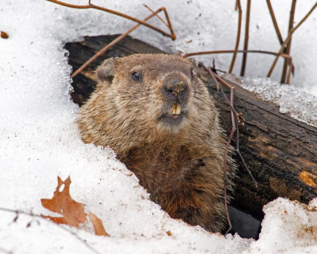 Read more about the article Quarantine, kids, and Groundhog Day