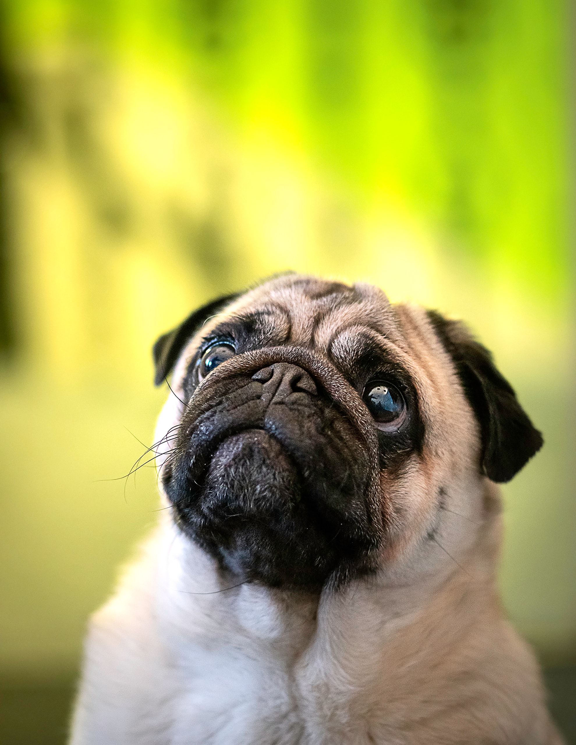 The curious case of the missing pug